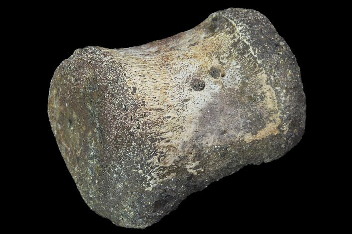 Hadrosaur Foot Bone - Alberta (Disposition #-) #100493